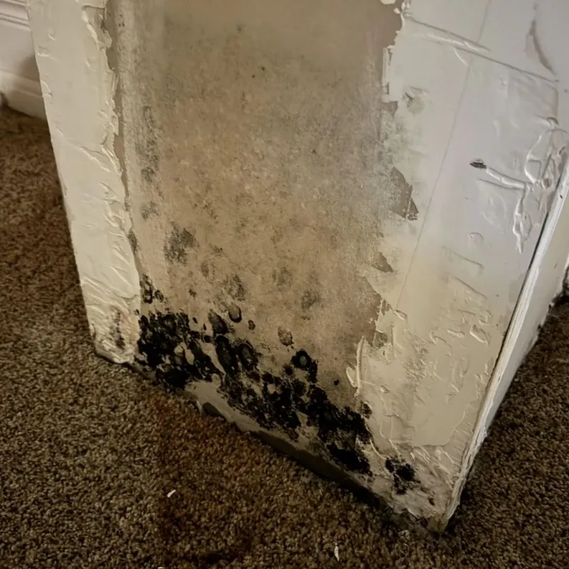 Professional Mold Removal in North Fort Myers, FL
